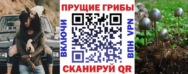 как найти наркотики Нефтекумск Галлюциногенные грибы Magic Shrooms